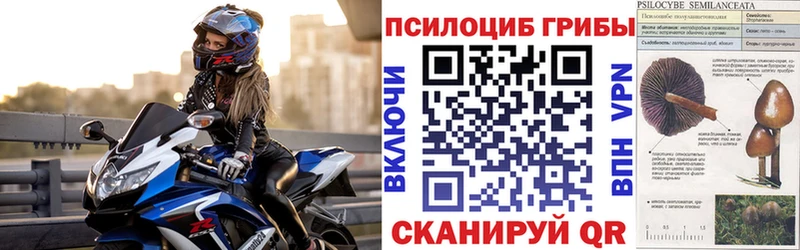 Купить  Курчалой  Псилоцибиновые грибы Magic Shrooms 